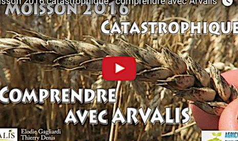 Moisson 2016 catastrophique, comprendre avec Arvalis