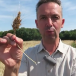 Bio, vidéo d’un blé… révolutionnaire !
