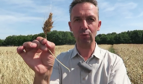 Bio, vidéo d’un blé… révolutionnaire !