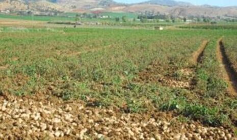 Un nouvel anti-mildiou pour la pomme de terre