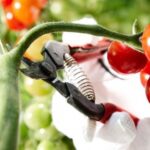 En Suède, pas tomates …..suédoises à Noël !