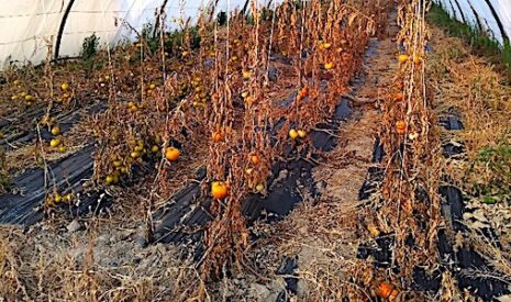 Des serres de légumes bio aspergées de pesticides, mais à qui profite le crime ?