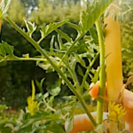 Les bons tuteurs pour des tomates à la verticale dans le potager