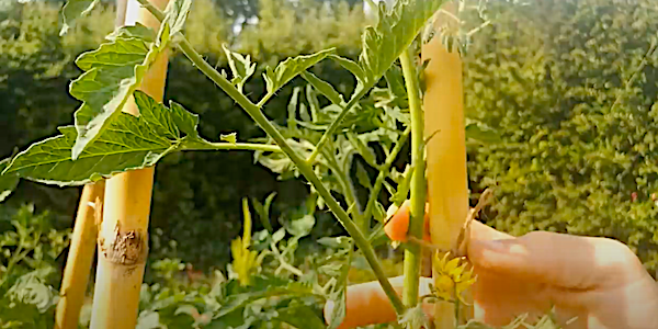 tomates tuteurs