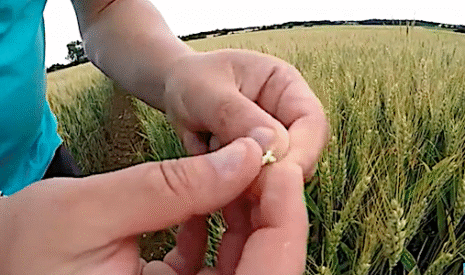 Tour de plaine blé et colza dans la Vienne