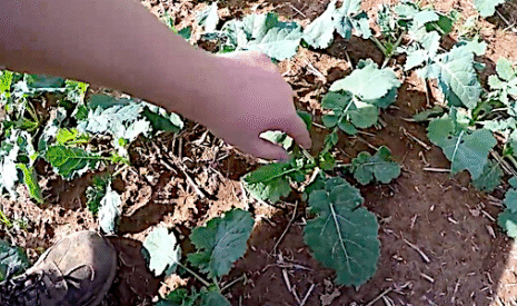 Tour de plaine des colzas et des couverts végétaux