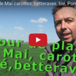Tour de plaine, vidéo sur l’avancement des carottes, betteraves, blés, pommes de terre…