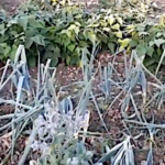 Tour du potager en Charente en juillet