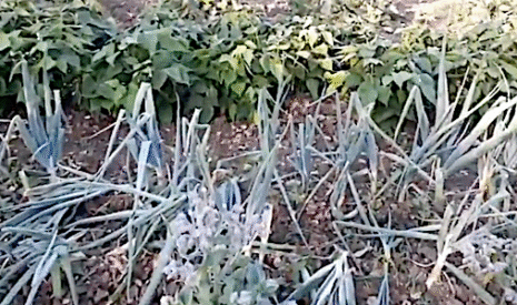 Tour du potager en Charente en juillet