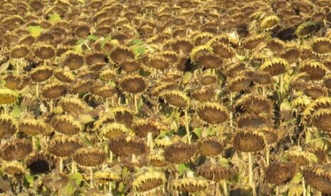 Les maladies du tournesol