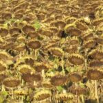 L’Ukraine devient le deuxième exportateur mondial de céréales