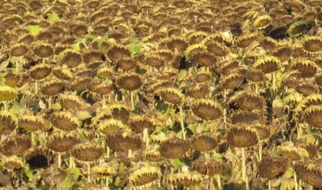 L’Ukraine devient le deuxième exportateur mondial de céréales