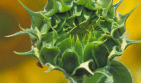 Syngenta lance 6 nouveautés en tournesol oléique en 2016