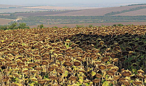 Russie, 40 000 exploitations agricoles de plus de 5 000 hectares pour… l’export
