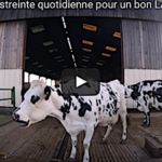 Comment le bon lait démarre dès la traite