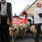 La transhumance ovine anti loup en plein salon de l’agriculture