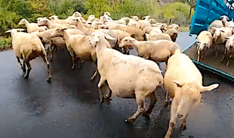 Transport des brebis avant de nettoyer la bergerie