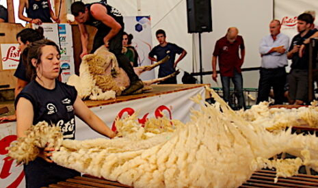 Le Dorat accueille le championnat du monde de tonte de moutons