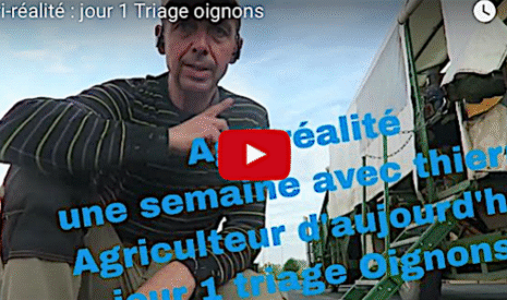 Le triage des oignons