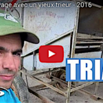 Le triage du grain à l’ancienne