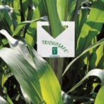 Le biocontrole s’impose dans la protection des cultures