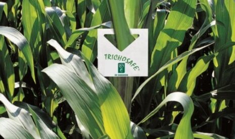 Le biocontrole s’impose dans la protection des cultures