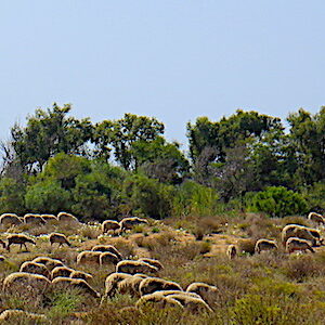 troupeau de moutons
