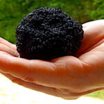 Recherche, les parfums des truffes toujours aussi énigmatiques