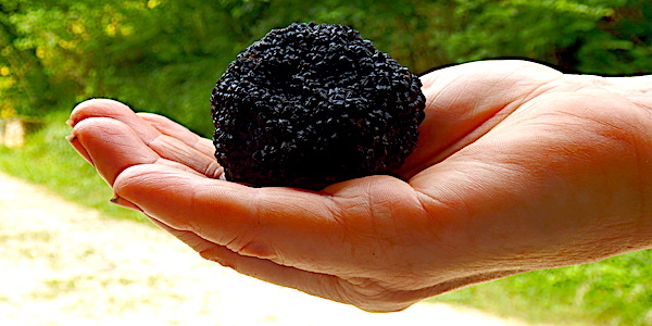 truffe noire du p rigord