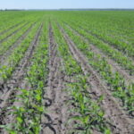 Expérimentations autour de la technique du Twin Row sur maïs