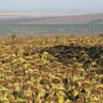 L’Ukraine serait prête à louer jusqu’à trois millions d’hectares à la Chine