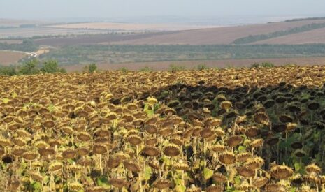 L’Ukraine serait prête à louer jusqu’à trois millions d’hectares à la Chine