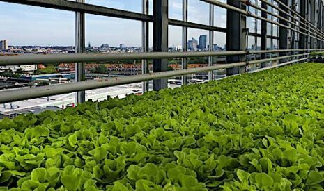 High tech, l’agriculture urbaine veut conquérir les centres-villes et le bitume
