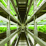 Agriculture hors sol, des millions de salades et de légumes cultivés dans plus de 190 usines au Japon