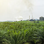 Comment limiter l’incorporation d’huile de palme dans le biodiesel et favoriser le colza