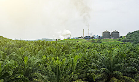 Comment limiter l’incorporation d’huile de palme dans le biodiesel et favoriser le colza