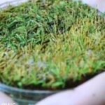 Insolite, la glace conserve des plantes vivantes plus de 400 ans
