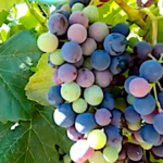 La véraison, 40 jours avant les vendanges