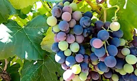 La véraison, 40 jours avant les vendanges