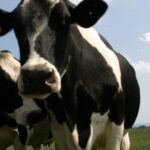 Jusqu’à 9 000 € de revenu complémentaire par éolienne