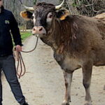 Il compte sur la générosité pour emmener sa vache casta au salon de l’agriculture