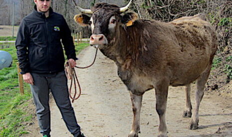 Il compte sur la générosité pour emmener sa vache casta au salon de l’agriculture