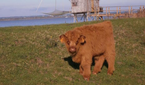L’éco-paturage, ses bienfaits et ses limites, l’exemple des vaches de Corsept