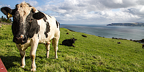 vache laiti re irlande
