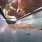 La vache limousine, une maternelle par excellence
