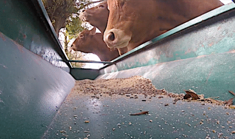 La vache limousine, une maternelle par excellence