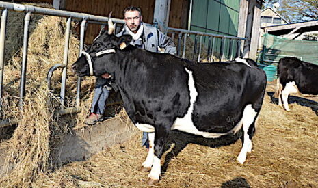 Fine, la bretonne pie noir s’affiche au salon de l’agriculture 2017