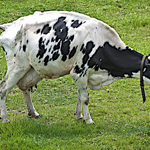 vache qui pisse
