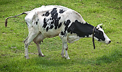 Sacrées vaches, leur urine vaut de l’or en Inde