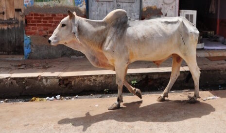 La retentissante polémique autour de l’interdiction du boeuf en Inde